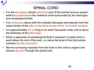 SPINAL CORD:
It is the elongated, almost cylindrical part of the central nervous system,
which is suspended in the vertebral canal surrounded by the meninges
and cerebrospinal fluid.
It is continuous above with the medulla oblongata and extends from the
upper border of the atlas to the lower border of the 1st lumbar vertebra.
It is approximately 45 cm long in an adult Caucasian male, and is about
the thickness of the little finger.
When a specimen of cerebrospinal fluid is required it is taken from a
point below the end of the cord, i.e. below the level of the 2nd lumbar
vertebra (lumbar puncture).
Nerves conveying impulses from the brain to the various organs and
tissues descend through the spinal cord.
94
 