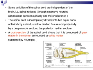 Some activities of the spinal cord are independent of the
brain, i.e. spinal reflexes (through extensive neurone
connections between sensory and motor neurones ).
The spinal cord is incompletely divided into two equal parts,
anteriorly by a short, shallow median fissure and posteriorly
by a deep narrow septum, the posterior median septum.
A cross-section of the spinal cord shows that it is composed of grey
matter in the centre surrounded by white matter
supported by neuroglia.
95
 