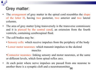 Grey matter:
• The arrangement of grey matter in the spinal cord resembles the shape
of the letter H, having two posterior, two anterior and two lateral
columns.
• The area of grey matter lying transversely is the transverse commissure
and it is pierced by the central canal, an extension from the fourth
ventricle, containing cerebrospinal fluid.
• The cell bodies may be:
• Sensory cells: which receive impulses from the periphery of the body
• Lower motor neurones: which transmit impulses to the skeletal
muscles
•Connector neurones: linking sensory and motor neurones, at the same
or different levels, which form spinal reflex arcs.
• At each point where nerve impulses are passed from one neurone to
another there is a synaptic cleft and a neurotransmitter
96
 
