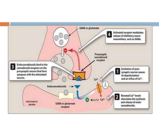 Cns stimulants