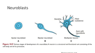 Neuroblasts
 