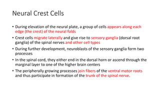 Neural Crest Cells
• During elevation of the neural plate, a group of cells appears along each
edge (the crest) of the neural folds
• Crest cells migrate laterally and give rise to sensory ganglia (dorsal root
ganglia) of the spinal nerves and other cell types
• During further development, neuroblasts of the sensory ganglia form two
processes
• In the spinal cord, they either end in the dorsal horn or ascend through the
marginal layer to one of the higher brain centers
• The peripherally growing processes join fibers of the ventral motor roots
and thus participate in formation of the trunk of the spinal nerve.
 