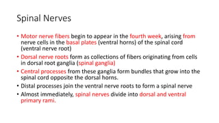 Spinal Nerves
• Motor nerve fibers begin to appear in the fourth week, arising from
nerve cells in the basal plates (ventral horns) of the spinal cord
(ventral nerve root)
• Dorsal nerve roots form as collections of fibers originating from cells
in dorsal root ganglia (spinal ganglia)
• Central processes from these ganglia form bundles that grow into the
spinal cord opposite the dorsal horns.
• Distal processes join the ventral nerve roots to form a spinal nerve
• Almost immediately, spinal nerves divide into dorsal and ventral
primary rami.
 