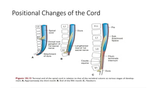 Positional Changes of the Cord
 