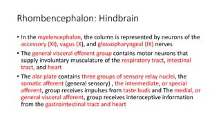 Rhombencephalon: Hindbrain
• In the myelencephalon, the column is represented by neurons of the
accessory (XI), vagus (X), and glossopharyngeal (IX) nerves
• The general visceral efferent group contains motor neurons that
supply involuntary musculature of the respiratory tract, intestinal
tract, and heart
• The alar plate contains three groups of sensory relay nuclei, the
somatic afferent (general sensory) , the intermediate, or special
afferent, group receives impulses from taste buds and The medial, or
general visceral afferent, group receives interoceptive information
from the gastrointestinal tract and heart
 