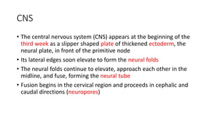 CNS
• The central nervous system (CNS) appears at the beginning of the
third week as a slipper shaped plate of thickened ectoderm, the
neural plate, in front of the primitive node
• Its lateral edges soon elevate to form the neural folds
• The neural folds continue to elevate, approach each other in the
midline, and fuse, forming the neural tube
• Fusion begins in the cervical region and proceeds in cephalic and
caudal directions (neuropores)
 