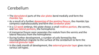 Cerebellum
• The dorsolateral parts of the alar plates bend medially and form the
rhombic lips
• As a result of a further deepening of the pontine flexure, the rhombic lips
compress cephalocaudally and form the cerebellar plate
• In a 12-week embryo, this plate shows a small midline portion, the vermis,
and two lateral portions, the hemispheres
• A transverse fissure soon separates the nodule from the vermis and the
lateral flocculus from the hemispheres
• During further development, a number of cells formed by the
neuroepithelium migrate to the surface of the cerebellum to form the
external granular layer
• In the sixth month of development, the external granular layer gives rise to
various cell types.
 