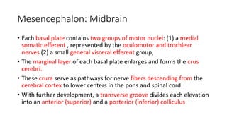 Mesencephalon: Midbrain
• Each basal plate contains two groups of motor nuclei: (1) a medial
somatic efferent , represented by the oculomotor and trochlear
nerves (2) a small general visceral efferent group,
• The marginal layer of each basal plate enlarges and forms the crus
cerebri.
• These crura serve as pathways for nerve fibers descending from the
cerebral cortex to lower centers in the pons and spinal cord.
• With further development, a transverse groove divides each elevation
into an anterior (superior) and a posterior (inferior) colliculus
 