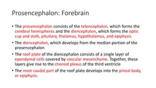 Prosencephalon: Forebrain
• The prosencephalon consists of the telencephalon, which forms the
cerebral hemispheres and the diencephalon, which forms the optic
cup and stalk, pituitary, thalamus, hypothalamus, and epiphysis
• The diencephalon, which develops from the median portion of the
prosencephalon
• The roof plate of the diencephalon consists of a single layer of
ependymal cells covered by vascular mesenchyme. Together, these
layers give rise to the choroid plexus of the third ventricle
• The most caudal part of the roof plate develops into the pineal body,
or epiphysis.
 