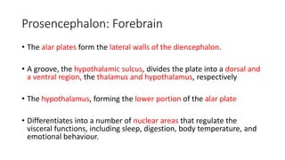 Prosencephalon: Forebrain
• The alar plates form the lateral walls of the diencephalon.
• A groove, the hypothalamic sulcus, divides the plate into a dorsal and
a ventral region, the thalamus and hypothalamus, respectively
• The hypothalamus, forming the lower portion of the alar plate
• Differentiates into a number of nuclear areas that regulate the
visceral functions, including sleep, digestion, body temperature, and
emotional behaviour.
 