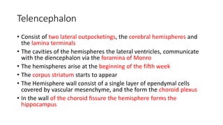 Telencephalon
• Consist of two lateral outpocketings, the cerebral hemispheres and
the lamina terminals
• The cavities of the hemispheres the lateral ventricles, communicate
with the diencephalon via the foramina of Monro
• The hemispheres arise at the beginning of the fifth week
• The corpus striatum starts to appear
• The Hemisphere wall consist of a single layer of ependymal cells
covered by vascular mesenchyme, and the form the choroid plexus
• In the wall of the choroid fissure the hemisphere forms the
hippocampus
 