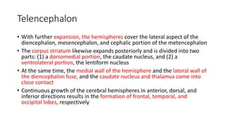 Telencephalon
• With further expansion, the hemispheres cover the lateral aspect of the
diencephalon, mesencephalon, and cephalic portion of the metencephalon
• The corpus striatum likewise expands posteriorly and is divided into two
parts: (1) a dorsomedial portion, the caudate nucleus, and (2) a
ventrolateral portion, the lentiform nucleus
• At the same time, the medial wall of the hemisphere and the lateral wall of
the diencephalon fuse, and the caudate nucleus and thalamus come into
close contact
• Continuous growth of the cerebral hemispheres in anterior, dorsal, and
inferior directions results in the formation of frontal, temporal, and
occipital lobes, respectively
 