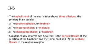 CNS
• The cephalic end of the neural tube shows three dilations, the
primary brain vesicles:
(1) The prosencephalon, or forebrain
(2) The mesencephalon, or midbrain
(3) The rhombencephalon, or hindbrain
• Simultaneously, it forms two flexures: (1) the cervical flexure at the
junction of the hindbrain and the spinal cord and (2) the cephalic
flexure in the midbrain region
 
