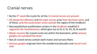Cranial nerves
• By the 4th week the nuclei for all the 12 cranial nerves are present
• All except the olfactory and the optic nerves arise from the brain stem, and
of these ,only the oculomotor arises outside the region of the hindbrain
• Neuroepithelium proliferation centers in the hindbrain establish 8
segments the rhombomeres, which give rise to IV, V, VI, VII, IX, XI and XII
• Motor neurons for cranial nuclei are within the brainstem, while sensory
ganglia are outsideof the brain
• Not all cranial nerves contain both motor and sensory fibers
• Sensory ganglia originate from the ectodermal placodes and neural crest
cells
 