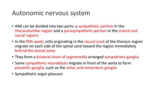 Autonomic nervous system
• ANS can be divided into two parts: a sympathetic portion in the
thoracolumbar region and a parasympathetic portion in the cranial and
sacral regions
• In the fifth week, cells originating in the neural crest of the thoracic region
migrate on each side of the spinal cord toward the region immediately
behind the dorsal aorta
• They form a bilateral chain of segmentally arranged sympathetic ganglia
• Some sympathetic neuroblasts migrate in front of the aorta to form
preaortic ganglia, such as the celiac and mesenteric ganglia
• Sympathetic organ plexuses
 
