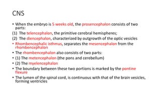 CNS
• When the embryo is 5 weeks old, the prosencephalon consists of two
parts:
(1) The telencephalon, the primitive cerebral hemispheres;
(2) The diencephalon, characterized by outgrowth of the optic vesicles
• Rhombencephalic isthmus, separates the mesencephalon from the
rhombencephalon
• The rhombencephalon also consists of two parts:
• (1) The metencephalon (the pons and cerebellum)
• (2) The myelencephalon
• The boundary between these two portions is marked by the pontine
flexure
• The lumen of the spinal cord, is continuous with that of the brain vesicles,
forming ventricles
 