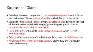 Suprarenal Gland
• Develops from two components: (1) a mesodermal portion, which forms
the cortex, and (2) an ectodermal portion, which forms the medulla
• During the fifth week of development, mesothelial cells between the root
of the mesentery and the developing gonad begin to proliferate and
penetrate the underlying mesenchyme
• Here, they differentiate into large acidophilic organs, which form the
primitive cortex
• Cells, smaller than those of the first wave, later form the definitive cortex
• Neural crest cells invade its medial aspect, where they are arranged in
cords and clusters
 
