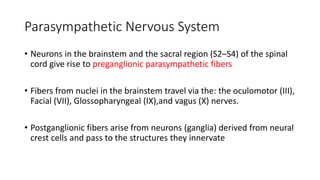 Parasympathetic Nervous System
• Neurons in the brainstem and the sacral region (S2–S4) of the spinal
cord give rise to preganglionic parasympathetic fibers
• Fibers from nuclei in the brainstem travel via the: the oculomotor (III),
Facial (VII), Glossopharyngeal (IX),and vagus (X) nerves.
• Postganglionic fibers arise from neurons (ganglia) derived from neural
crest cells and pass to the structures they innervate
 