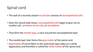 Spinal cord
• The wall of a recently closed neural tube consists of neuroepithelial cells.
• Once the neural tube closes, neuroepithelial cells begin to give rise to
another cell , primitive nerve cells, or neuroblasts
• They form the mantle layer, a zone around the neuroepithelial layer
• The mantle layer later forms the gray matter of the spinal cord.
• Myelination of nerve fibers in the outermost layer takes on a white
appearance and therefore is called the white matter of the spinal cord
 