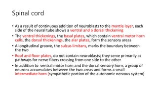 Spinal cord
• As a result of continuous addition of neuroblasts to the mantle layer, each
side of the neural tube shows a ventral and a dorsal thickening
• The ventral thickenings, the basal plates, which contain ventral motor horn
cells, the dorsal thickenings, the alar plates, form the sensory areas
• A longitudinal groove, the sulcus limitans, marks the boundary between
the two
• Roof and floor plates, do not contain neuroblasts; they serve primarily as
pathways for nerve fibers crossing from one side to the other
• In addition to ventral motor horn and the dorsal sensory horn, a group of
neurons accumulates between the two areas and forms a small
intermediate horn (sympathetic portion of the autonomic nervous system)
 