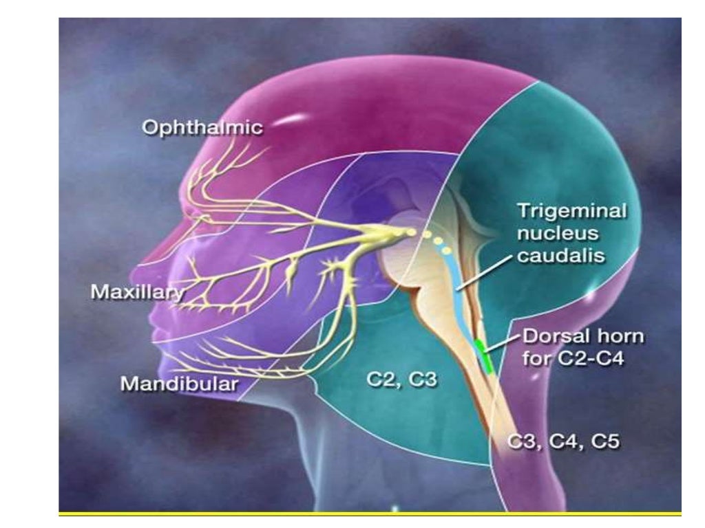 Cranial Nerve V Trigemial