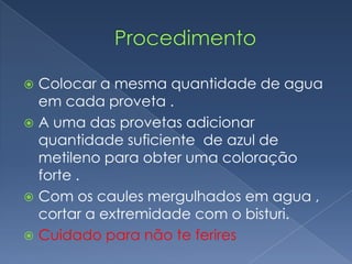  Colocar a mesma quantidade de agua
  em cada proveta .
 A uma das provetas adicionar
  quantidade suficiente de azul de
  metileno para obter uma coloração
  forte .
 Com os caules mergulhados em agua ,
  cortar a extremidade com o bisturi.
 Cuidado para não te ferires
 