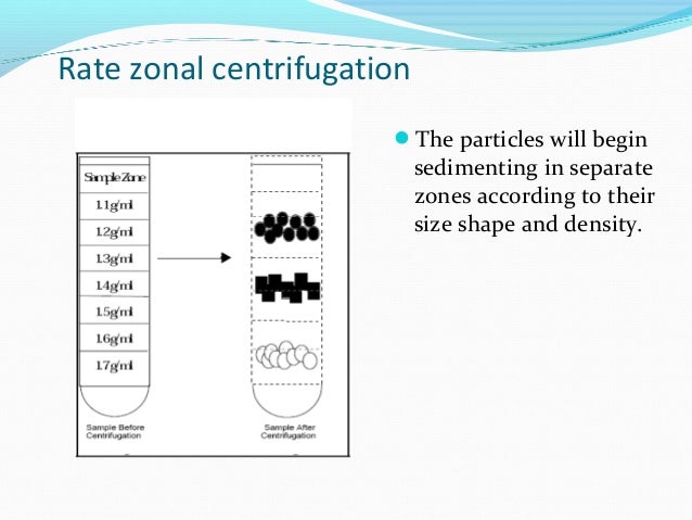 What Is The Difference Between Rate Zonal And Isopycnic Centrifugation ...