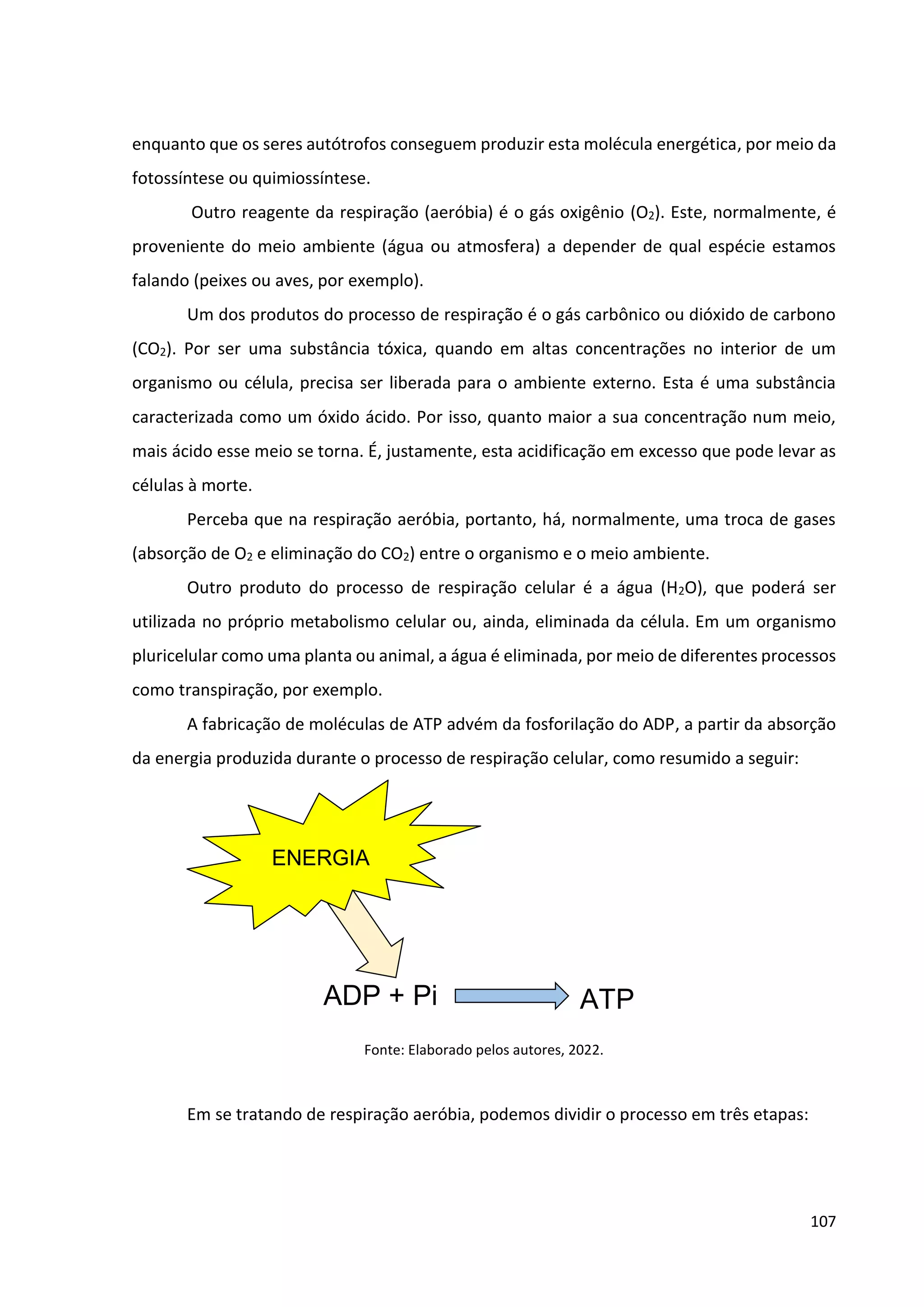 107
enquanto que os seres autótrofos conseguem produzir esta molécula energética, por meio da
fotossíntese ou quimiossíntese.
Outro reagente da respiração (aeróbia) é o gás oxigênio (O2). Este, normalmente, é
proveniente do meio ambiente (água ou atmosfera) a depender de qual espécie estamos
falando (peixes ou aves, por exemplo).
Um dos produtos do processo de respiração é o gás carbônico ou dióxido de carbono
(CO2). Por ser uma substância tóxica, quando em altas concentrações no interior de um
organismo ou célula, precisa ser liberada para o ambiente externo. Esta é uma substância
caracterizada como um óxido ácido. Por isso, quanto maior a sua concentração num meio,
mais ácido esse meio se torna. É, justamente, esta acidificação em excesso que pode levar as
células à morte.
Perceba que na respiração aeróbia, portanto, há, normalmente, uma troca de gases
(absorção de O2 e eliminação do CO2) entre o organismo e o meio ambiente.
Outro produto do processo de respiração celular é a água (H2O), que poderá ser
utilizada no próprio metabolismo celular ou, ainda, eliminada da célula. Em um organismo
pluricelular como uma planta ou animal, a água é eliminada, por meio de diferentes processos
como transpiração, por exemplo.
A fabricação de moléculas de ATP advém da fosforilação do ADP, a partir da absorção
da energia produzida durante o processo de respiração celular, como resumido a seguir:
Fonte: Elaborado pelos autores, 2022.
Em se tratando de respiração aeróbia, podemos dividir o processo em três etapas:
ENERGIA
ADP + Pi ATP
 
