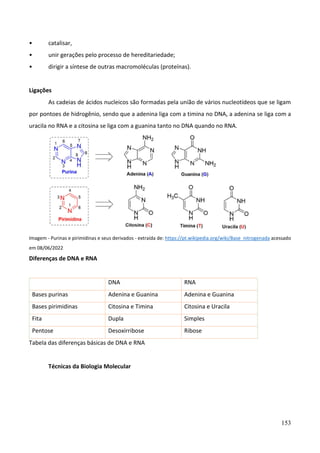 153
• catalisar,
• unir gerações pelo processo de hereditariedade;
• dirigir a síntese de outras macromoléculas (proteínas).
Ligações
As cadeias de ácidos nucleicos são formadas pela união de vários nucleotídeos que se ligam
por pontoes de hidrogênio, sendo que a adenina liga com a timina no DNA, a adenina se liga com a
uracila no RNA e a citosina se liga com a guanina tanto no DNA quando no RNA.
Imagem - Purinas e pirimidinas e seus derivados - extraída de: https://pt.wikipedia.org/wiki/Base_nitrogenada acessado
em 08/06/2022
Diferenças de DNA e RNA
DNA RNA
Bases purinas Adenina e Guanina Adenina e Guanina
Bases pirimidinas Citosina e Timina Citosina e Uracila
Fita Dupla Simples
Pentose Desoxirribose Ribose
Tabela das diferenças básicas de DNA e RNA
Técnicas da Biologia Molecular
 