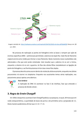 155
Imagem extraída de: https://nadispersa.medium.com/replica%C3%A7%C3%A3o-do-dna-a6f7b8a8f20f Acesso em: 08
jun. 2022.
No processo de replicação as pontes de hidrogênio entre as bases s rompem por ação de
enzimas específicas (DNA – polimerase) permitindo a abertura da dupla fita. Cada fita de filamento
original servirá como molde para formar o novo filamento. Neste momento novos nucleotídeos são
adicionados a fita que está sendo sintetizada. Vale ressaltar que a adenina irá se unir a timina,
enquanto a citosina irá se unir a guanina. As fitas das células-filhas reestabelecem as ligações de
ponte de hidrogênio, e ao final do processo irá ter duas novas fitas duplas.
O processo descrito acima ocorre dentro do núcleo da célula eucarionte, enquanto nas células
procariontes irá ocorrer no citoplasma. Enquanto nos eucariontes temos várias replicações, nos
procariontes possui apenas uma abertura.
Para lembrar
A replicação do DNA irá acontecer na fase S da interfase, fase que antecede o
processo de divisão celular.
3. Regra de Erwin Chargaff
Em 1950 o bioquímico austríaco Erwin Chargaff publicou sua pesquisa, na qual, afirmava que em
razão estequiométrica, a quantidade de bases de purina e de pirimidina seria a proporção de 1:1.
Desta maneira poderíamos afirmar que: A + G = T + G.
 