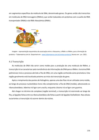 158
em segmentos específicos da molécula de DNA, denominado genes. Os genes então são transcritos
em moléculas de RNA mensageiro (RNAm), que serão traduzidos em proteínas com o auxílio do RNA
transportador (RNAt) e do RNA ribossômico (RNAr).
Imagem - representação esquemática da associação entre o ribossomo, o RNAt e o RNAm, para a formação da
proteína – Todamateria.com.br. Disponível em: www.todamateria.com.br/sintese-proteica/ Acesso em: jun. 2022.
4.1 Transcrição
As moléculas de DNA irão servir como molde para a produção de uma molécula de RNAm, a
transcrição irá se caracterizar pela transferência de informações do DNA para o RNAm. A enzima DNA
polimerase inicia o processo abrindo a fita de DNA, em uma região conhecida como promotora. Esta
região geralmente está localizada próxima ao início da transcrição do gene.
Após o rompimento das pontes de hidrogênio, apenas uma das fitas irá ser utilizada como molde,
ao longo do processo nucleotídeos livres irão complementar a fita de DNA (molde), adicionando os
ribonucleotídeos. Adenina irá ligar com uracila, enquanto citosina irá se ligar com guanina.
Até chegar no término do complexo (região terminal), a transcrição irá ocorrendo ao longo da
fita, as ligações feitas entre os ribonucleotídeos são feitas a partir de ligações fosfodiéster. Nas células
eucariontes a transcrição irá ocorrer dentro do núcleo.
 