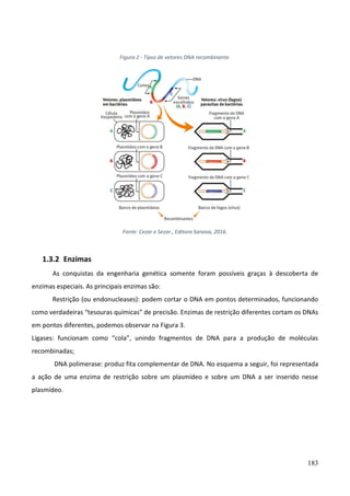 183
Figura 2 - Tipos de vetores DNA recombinante.
Fonte: Cezar e Sezar., Editora Saraiva, 2016.
1.3.2 Enzimas
As conquistas da engenharia genética somente foram possíveis graças à descoberta de
enzimas especiais. As principais enzimas são:
Restrição (ou endonucleases): podem cortar o DNA em pontos determinados, funcionando
como verdadeiras “tesouras químicas” de precisão. Enzimas de restrição diferentes cortam os DNAs
em pontos diferentes, podemos observar na Figura 3.
Ligases: funcionam como “cola”, unindo fragmentos de DNA para a produção de moléculas
recombinadas;
DNA polimerase: produz fita complementar de DNA. No esquema a seguir, foi representada
a ação de uma enzima de restrição sobre um plasmídeo e sobre um DNA a ser inserido nesse
plasmídeo.
 