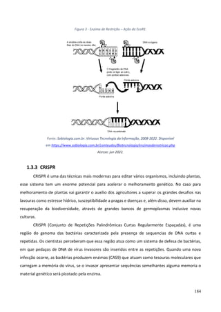 184
Figura 3 - Enzima de Restrição – Ação da EcoR1.
Fonte: Sobiologia.com.br. Virtuous Tecnologia da Informação, 2008-2022. Disponível
em https://www.sobiologia.com.br/conteudos/Biotecnologia/enzimasderestricao.php
Acesso: jun 2022.
1.3.3 CRISPR
CRISPR é uma das técnicas mais modernas para editar vários organismos, incluindo plantas,
esse sistema tem um enorme potencial para acelerar o melhoramento genético. No caso para
melhoramento de plantas vai garantir o auxílio dos agricultores a superar os grandes desafios nas
lavouras como estresse hídrico, susceptibilidade a pragas e doenças e, além disso, devem auxiliar na
recuperação da biodiversidade, através de grandes bancos de germoplasmas inclusive novas
culturas.
CRISPR (Conjunto de Repetições Palindrômicas Curtas Regularmente Espaçadas), é uma
região do genoma das bactérias caracterizada pela presença de sequencias de DNA curtas e
repetidas. Os cientistas perceberam que essa região atua como um sistema de defesa de bactérias,
em que pedaços de DNA de vírus invasores são inseridos entre as repetições. Quando uma nova
infecção ocorre, as bactérias produzem enzimas (CAS9) que atuam como tesouras moleculares que
carregam a memória do vírus, se o invasor apresentar sequências semelhantes alguma memoria o
material genético será picotado pela enzima.
 
