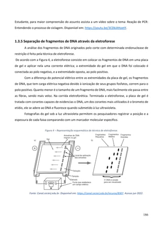 186
Estudante, para maior compreensão do assunto assista a um vídeo sobre o tema: Reação de PCR:
Entendendo o processo de ciclagem. Disponível em: https://youtu.be/3CDkiAHoetY.
1.3.5 Separação de fragmentos de DNA através da eletroforese
A análise dos fragmentos de DNA originados pelo corte com determinada endonuclease de
restrição é feita pela técnica de eletroforese.
De acordo com a Figura 4, a eletroforese consiste em colocar os fragmentos de DNA em uma placa
de gel e aplicar nela uma corrente elétrica; a extremidade do gel em que o DNA foi colocado é
conectada ao polo negativo, e a extremidade oposta, ao polo positivo.
Com a diferença do potencial elétrico entre as extremidades da placa de gel, os fragmentos
de DNA, que tem carga elétrica negativa devido à ionização de seus grupos fosfatos, correm para o
polo positivo. Quanto menor é o tamanho de um fragmento de DNA, mais facilmente ele passa entre
as fibras, sendo mais veloz. Na corrida eletroforética. Terminada a eletroforese, a placa de gel é
tratada com corantes capazes de evidencias o DNA, um dos corantes mais utilizados é o brometo de
etídio, ele se adere ao DNA e fluoresce quando submetido à luz ultravioleta.
Fotografias do gel sob a luz ultravioleta permitem os pesquisadores registrar a posição e a
espessura de cada faixa comparando com um marcador molecular especifico.
Figura 4 – Representação esquemática da técnica de eletroforese.
Fonte: Canal.cecierj.edu.br. Disponível em: https://canal.cecierj.edu.br/recurso/8307. Acesso jun 2022.
 