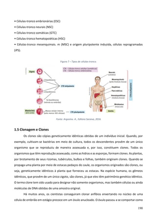 190
• Células-tronco embrionárias (ESC)
• Células-tronco neurais (NSC)
• Células-tronco somáticas (GTC)
• Células-tronco hematopoiéticas (HSC)
• Células-tronco mesenquimais. m (MSC) e origem pluripotente induzida, células reprogramadas
(iPS).
Figura 7 – Tipos de células-tronco.
Fonte: Argozino. A., Editora Saraiva, 2016.
1.5 Clonagem e Clones
Os clones são cópias geneticamente idênticas obtidas de um indivíduo inicial. Quando, por
exemplo, cultivam-se bactérias em meio de cultura, todos os descendentes provêm de um único
organismo que se reproduziu de maneira assexuada e, por isso, constituem clones. Todos os
organismos que têm reprodução assexuada, como as hidras e as esponjas, formam clones. As plantas,
por brotamento de seus rizomas, tubérculos, bulbos e folhas, também originam clones. Quando se
propaga uma planta por meio de estacas pedaços do caule, os organismos originados são clones, ou
seja, geneticamente idênticos à planta que forneceu as estacas. Na espécie humana, os gêmeos
idênticos, que provêm de um único zigoto, são clones, já que eles têm patrimônio genético idêntico.
O termo clone tem sido usado para designar não somente organismos, mas também células ou ainda
moléculas de DNA obtidas de uma amostra original.
Há muitos anos, os cientistas conseguiram clonar anfíbios enxertando no núcleo de uma
célula de embrião em estágio precoce em um óvulo anucleado. O óvulo passou a se comportar como
 