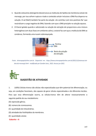 197
1- Quando colocamos detergente desestrutura as moléculas de lipídios da membrana celular do
morango, por isso sofrem ruptura e todo o conteúdo celular inclusive o DNA fica disperso na
solução. O sal (NaCl) também faz parte da solução ele contribui com íons positivos Na+ que
neutralizam a carga negativa do DNA, fazendo com que o DNA precipite na solução aquosa.
2- O Etanol gelado quando e adicionado na solução de extração ele proporciona uma mistura
heterogênea com duas fases em ambiente salino, o etanol faz com que a molécula de DNA se
condense, formando uma nuvem esbranquiçada.
Fonte: Artenopapelonline.com.br. Disponível em: https://www.artenopapelonline.com.br/2021/12/extracao-de-
dna-de-morango.html - modificado por Gondim Sara., 2022. Acesso jun 2022.
SUGESTÃO DE ATIVIDADE
1. (UERJ) Células-tronco são células não especializadas que têm potencial de diferenciação, ou
seja, em condições favoráveis, são capazes de gerar células especializadas e de diferentes tecidos.
Para que essa diferenciação ocorra, as células-tronco têm de alterar necessariamente o
seguinte padrão do seu metabolismo:
(A) expressão gênica.
(B) número de cromossomos.
(C) quantidade de mitocôndrias.
(D) atividade dos fosfolipídios da membrana.
(E) quantidade celular.
Gabarito – A
 