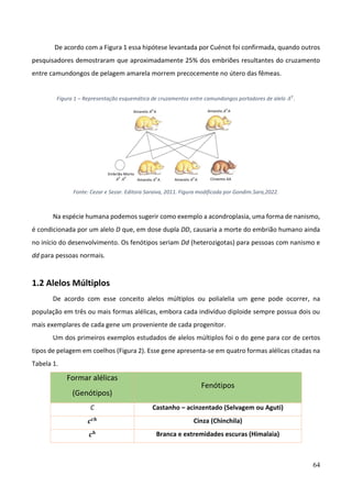 64
De acordo com a Figura 1 essa hipótese levantada por Cuénot foi confirmada, quando outros
pesquisadores demostraram que aproximadamente 25% dos embriões resultantes do cruzamento
entre camundongos de pelagem amarela morrem precocemente no útero das fêmeas.
Figura 1 – Representação esquemática de cruzamentos entre camundongos portadores de alelo 𝐴𝑌
.
Fonte: Cezar e Sezar. Editora Saraiva, 2011. Figura modificada por Gondim.Sara,2022.
Na espécie humana podemos sugerir como exemplo a acondroplasia, uma forma de nanismo,
é condicionada por um alelo D que, em dose dupla DD, causaria a morte do embrião humano ainda
no início do desenvolvimento. Os fenótipos seriam Dd (heterozigotas) para pessoas com nanismo e
dd para pessoas normais.
1.2 Alelos Múltiplos
De acordo com esse conceito alelos múltiplos ou polialelia um gene pode ocorrer, na
população em três ou mais formas alélicas, embora cada indivíduo diploide sempre possua dois ou
mais exemplares de cada gene um proveniente de cada progenitor.
Um dos primeiros exemplos estudados de alelos múltiplos foi o do gene para cor de certos
tipos de pelagem em coelhos (Figura 2). Esse gene apresenta-se em quatro formas alélicas citadas na
Tabela 1.
Formar alélicas
(Genótipos)
Fenótipos
C Castanho – acinzentado (Selvagem ou Aguti)
𝒄𝒄𝒉 Cinza (Chinchila)
𝒄𝒉 Branca e extremidades escuras (Himalaia)
 
