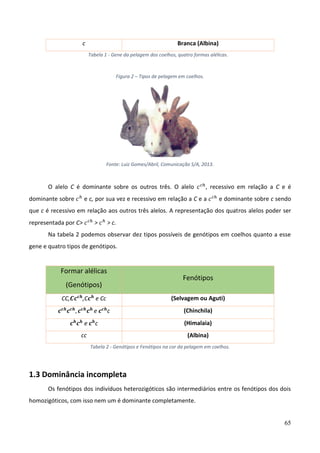 65
c Branca (Albina)
Tabela 1 - Gene da pelagem dos coelhos, quatro formas alélicas.
Figura 2 – Tipos de pelagem em coelhos.
Fonte: Luiz Gomes/Abril, Comunicação S/A, 2013.
O alelo C é dominante sobre os outros três. O alelo 𝑐𝑐ℎ
, recessivo em relação a C e é
dominante sobre 𝑐ℎ
e c, por sua vez e recessivo em relação a C e a 𝑐𝑐ℎ
e dominante sobre c sendo
que c é recessivo em relação aos outros três alelos. A representação dos quatros alelos poder ser
representada por C> 𝑐𝑐ℎ
> 𝑐ℎ
> c.
Na tabela 2 podemos observar dez tipos possíveis de genótipos em coelhos quanto a esse
gene e quatro tipos de genótipos.
Formar alélicas
(Genótipos)
Fenótipos
CC,𝑪𝒄𝒄𝒉
,C𝒄𝒉
e Cc (Selvagem ou Aguti)
𝒄𝒄𝒉
𝒄𝒄𝒉
, 𝒄𝒄𝒉
𝒄𝒉
e 𝒄𝒄𝒉
c (Chinchila)
𝒄𝒉
𝒄𝒉
e 𝒄𝒉
c (Himalaia)
cc (Albina)
Tabela 2 - Genótipos e Fenótipos na cor da pelagem em coelhos.
1.3 Dominância incompleta
Os fenótipos dos indivíduos heterozigóticos são intermediários entre os fenótipos dos dois
homozigóticos, com isso nem um é dominante completamente.
 