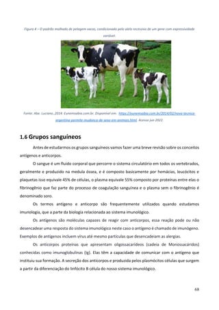 68
Figura 4 – O padrão malhado de pelagem vacas, condicionado pelo alelo recessivo de um gene com expressividade
variável.
Fonte: Abe. Luciano.,2014. Eunemsabia.com.br. Disponível em: https://eunemsabia.com.br/2014/02/nova-tecnica-
argentina-permite-mudanca-de-sexo-em-animais.html. Acesso jun 2022.
1.6 Grupos sanguíneos
Antes de estudarmos os grupos sanguíneos vamos fazer uma breve revisão sobre os conceitos
antígenos e anticorpos.
O sangue é um fluido corporal que percorre o sistema circulatório em todos os vertebrados,
geralmente e produzido na medula óssea, e é composto basicamente por hemácias, leucócitos e
plaquetas isso equivale 45% de células, o plasma equivale 55% composto por proteínas entre elas o
fibrinogênio que faz parte do processo de coagulação sanguínea e o plasma sem o fibrinogênio é
denominado soro.
Os termos antígeno e anticorpo são frequentemente utilizados quando estudamos
imunologia, que a parte da biologia relacionada ao sistema imunológico.
Os antígenos são moléculas capazes de reagir com anticorpos, essa reação pode ou não
desencadear uma resposta do sistema imunológico neste caso o antígeno é chamado de imunógeno.
Exemplos de antígenos incluem vírus até mesmo partículas que desencadeiam as alergias.
Os anticorpos proteínas que apresentam oligossacarídeos (cadeia de Monossacáridos)
conhecidas como imunoglobulinas (Ig). Elas têm a capacidade de comunicar com o antígeno que
instituiu sua formação. A secreção dos anticorpos e produzida pelos plasmócitos células que surgem
a partir da diferenciação do linfócito B célula do nosso sistema imunológico.
 