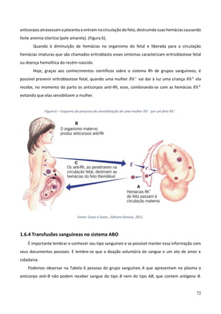 72
anticorpos atravessam a placenta e entram na circulação do feto, destruindo suas hemácias causando
forte anemia icterícia (pele amarela). (Figura 6).
Quando à diminuição de hemácias no organismo do fetal e liberada para a circulação
hemácias imaturas que são chamados eritroblasto esses sintomas caracterizam eritroblastose fetal
ou doença hemolítica do recém-nascido.
Hoje, graças aos conhecimentos científicos sobre o sistema Rh de grupos sanguíneos, é
possível prevenir eritroblastose fetal, quando uma mulher 𝑅ℎ−
vai dar à luz uma criança 𝑅ℎ+
ela
recebe, no momento do parto os anticorpos anti-Rh, esse, combinando-se com as hemácias 𝑅ℎ+
evitando que elas sensibilizem a mulher.
Figura 6 – Esquema do processo de sensibilização de uma mulher 𝑅ℎ−
por um feto 𝑅ℎ−
.
Fonte: Cezar e Sezar., Editora Saraiva, 2011.
1.6.4 Transfusões sanguíneas no sistema ABO
É importante lembrar e conhecer seu tipo sanguíneo e se possível manter essa informação com
seus documentos pessoais. E lembre-se que a doação voluntária de sangue e um ato de amor e
cidadania.
Podemos observar na Tabela 6 pessoas do grupo sanguíneo A que apresentam no plasma o
anticorpo anti-B não podem receber sangue do tipo B nem do tipo AB, que contem antígeno B.
 