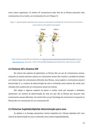 74
entre outros organismos. O sistema XY caracteriza-se pelo fato de as fêmeas possuírem dois
cromossomos X e os macho, um cromossomo X e um Y (Figura 7).
Figura 7 – Representação esquemática dos conjuntos cromossômicos (cariótipos) de cada um dos sexos de fêmea e
macho adultos de Drosophila melanogaster.
Fonte: Commons.wikimedia.org. Disponível em: https://commons.wikimedia.org/wiki/File:Drosophila_XY_sex-
determination.svg Permissão – GFDL, CC-BY-AS,2008. Modificado por Gondim.Sara.,2022. Acesso jun 2022.
2.2 Sistema X0 e Sistema ZW
Na maioria das espécies de gafanhotos, as fêmeas têm um par de cromossomos sexuais,
enquanto os machos possuem apenas um cromossomo sexual. Nos machos o cariótipo há sempre
um número ímpar de cromossomos diferentes das fêmeas, nessa espécie o cromossomo sexual é
denominado X, e o sistema de determinação de sexo é conhecido como sistema X0, sendo zero
indicado como ausência de um cromossomo sexual nos machos.
Nos répteis e algumas espécies de peixes e insetos como por exemplo a borboleta,
apresentam um sistema de determinação do sexo em que são as fêmeas que possuem dois
cromossomos sexuais diferentes. Os machos têm um par homólogo de cromossomo Z enquanto as
fêmeas têm um cromossomo Z e um cromossomo W.
2.3 Sistemas haploide/diploide determinação para sexo
As abelhas e as formigas apresentam machos haploides (n) e fêmeas diploides (2n). Esse
sistema de determinação do sexo é conhecido como sistema haploide/diploide.
 