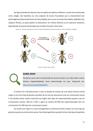 75
Na Figura 8 podemos observar que na espécie de abelhas melíferas o macho de caracterizado
como zangão, são haploides (n), eles originam de óvulos fecundados que se desenvolvem por
partenogênese (desenvolvimento sem fecundação), por sua vez os óvulos fecundados, diploides (2n),
originam fêmeas, as quais podem se desenvolver em rainhas (férteis) ou em operárias (estéreis),
dependendo do tipo de alimentação que recebem durante a fase larval.
Figura 8 – Representação do sistema haploide/diploide determinação do sexo da abelha melífera.
Fonte: Gondim.Sara.,2022.
SAIBA MAIS
Estudante, para maior compreensão do assunto assista a um vídeo sobre o tema:
Sistema haploide/diploide como determinação do sexo. Disponível em:
https://youtu.be/iqUZWKEgOYk.
O sistema XY e X0 determinam o sexo na divisão da meiose de uma célula feminina XX dá
origem a um único tipo de gameta, portador de um lote de autossomos e de um cromossomo sexual
X. Na divisão celular meiose masculina da origem dois tipos de espermatozoide quando o par de
cromossomos sexuais. 50% XY e 50% Y, agora no sistema X0 50% dos espermatozoides tem um
cromossomo X e 50% não tem cromossomo sexual.
De acordo com Figura 9 o sexo homogamético as fêmeas formam sempre um único tipo de
gametas quanto ao cromossomo sexual. Sexo heterogamético quando formam dois tipos de gametas
 