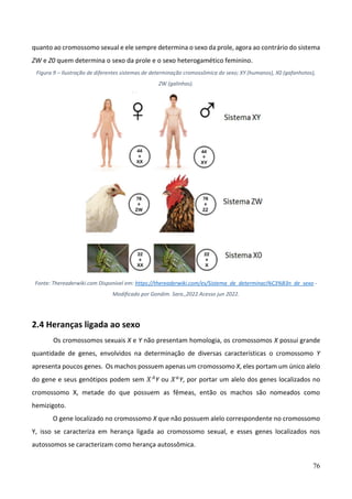 76
quanto ao cromossomo sexual e ele sempre determina o sexo da prole, agora ao contrário do sistema
ZW e Z0 quem determina o sexo da prole e o sexo heterogamético feminino.
Figura 9 – Ilustração de diferentes sistemas de determinação cromossômica do sexo; XY (humanos), X0 (gafanhotos),
ZW (galinhas).
Fonte: Thereaderwiki.com Disponível em: https://thereaderwiki.com/es/Sistema_de_determinaci%C3%B3n_de_sexo -
Modificado por Gondim. Sara.,2022.Acesso jun 2022.
2.4 Heranças ligada ao sexo
Os cromossomos sexuais X e Y não presentam homologia, os cromossomos X possui grande
quantidade de genes, envolvidos na determinação de diversas características o cromossomo Y
apresenta poucos genes. Os machos possuem apenas um cromossomo X, eles portam um único alelo
do gene e seus genótipos podem sem 𝑋𝐴
Y ou 𝑋𝑎
Y, por portar um alelo dos genes localizados no
cromossomo X, metade do que possuem as fêmeas, então os machos são nomeados como
hemizigoto.
O gene localizado no cromossomo X que não possuem alelo correspondente no cromossomo
Y, isso se caracteriza em herança ligada ao cromossomo sexual, e esses genes localizados nos
autossomos se caracterizam como herança autossômica.
 