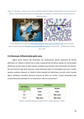 80
Figura 11 – Na figura A - Espécie de Felis catus, mostrando o padrão de pelagem caracterizando cromossomo sexual. Na
figura B - Célula feminina observada ao microscópio óptico, em destaque, a cromatina sexual, que não aparece em
células masculinas.
Fonte: Awebic.com. br. Disponível: https://www.awebic.com/fotos-gatas-com-filhotes.,2016. Acesso jun 2022.
Laces.icb.ufg.br. Disponível: https://laces.icb.ufg.br/p/20026-leucocitos. Acesso jun 2022. – Modificado por Gondim.,
Sara., 2002.
2.6 Heranças influenciadas pelo sexo
Alguns genes mesmo não localizados nos cromossomos sexuais expressam de formas
diferentes em machos e fêmeas isso se deve à presença de hormônios sexuais em concentração
diferentes nos dois sexos. O alelo expressa condições que funciona como dominante nos homens.
No sexo feminino age como recessivo, sendo necessário estar em homozigose para que o caráter
apareça, podemos observar na Tabela 8. Outro exemplo de hipertricose auricular ocorre quando
alguns indivíduos masculinos possuem presença de pelos nas orelhas. O gene responsável pela
característica está localizado em um autossomo e não no cromossomo Y.
Genótipo
Fenótipo
Homem Mulher
𝑪𝑪 Calvo Calva
𝑪𝑪′
Calvo Não calva
𝑪′
𝑪′
Não calvo Não calva
Tabela 8 – Genótipo e fenótipo na Calvície, onde C’- cabelos normais, C- calvície.
 