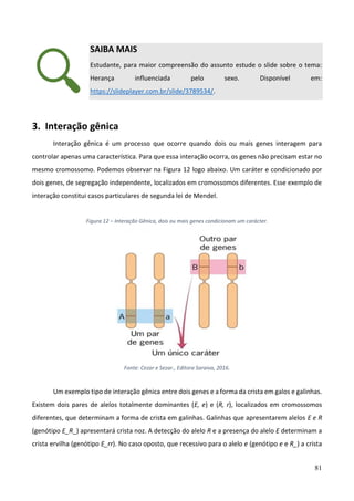 81
SAIBA MAIS
Estudante, para maior compreensão do assunto estude o slide sobre o tema:
Herança influenciada pelo sexo. Disponível em:
https://slideplayer.com.br/slide/3789534/.
3. Interação gênica
Interação gênica é um processo que ocorre quando dois ou mais genes interagem para
controlar apenas uma característica. Para que essa interação ocorra, os genes não precisam estar no
mesmo cromossomo. Podemos observar na Figura 12 logo abaixo. Um caráter e condicionado por
dois genes, de segregação independente, localizados em cromossomos diferentes. Esse exemplo de
interação constitui casos particulares de segunda lei de Mendel.
Figura 12 – Interação Gênica, dois ou mais genes condicionam um carácter.
Fonte: Cezar e Sezar., Editora Saraiva, 2016.
Um exemplo tipo de interação gênica entre dois genes e a forma da crista em galos e galinhas.
Existem dois pares de alelos totalmente dominantes (E, e) e (R, r), localizados em cromossomos
diferentes, que determinam a forma de crista em galinhas. Galinhas que apresentarem alelos E e R
(genótipo E_R_) apresentará crista noz. A detecção do alelo R e a presença do alelo E determinam a
crista ervilha (genótipo E_rr). No caso oposto, que recessivo para o alelo e (genótipo e e R_) a crista
 