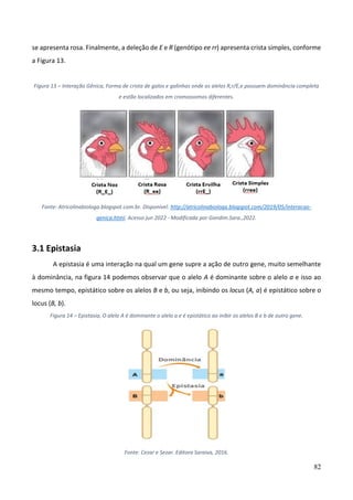 82
se apresenta rosa. Finalmente, a deleção de E e R (genótipo ee rr) apresenta crista simples, conforme
a Figura 13.
Figura 13 – Interação Gênica, Forma de crista de galos e galinhas onde os alelos R,r/E,e possuem dominância completa
e estão localizados em cromossomos diferentes.
Fonte: Atricolinabiologa.blogspot.com.br. Disponível: http://atricolinabiologa.blogspot.com/2019/05/interacao-
genica.html. Acesso jun 2022 - Modificada por Gondim.Sara.,2022.
3.1 Epistasia
A epistasia é uma interação na qual um gene supre a ação de outro gene, muito semelhante
à dominância, na figura 14 podemos observar que o alelo A é dominante sobre o alelo a e isso ao
mesmo tempo, epistático sobre os alelos B e b, ou seja, inibindo os locus (A, a) é epistático sobre o
locus (B, b).
Figura 14 – Epistasia, O alelo A é dominante o alelo a e é epistático ao inibir os alelos B e b de outro gene.
Fonte: Cezar e Sezar. Editora Saraiva, 2016.
 