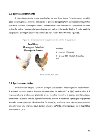 83
3.1 Epistasia dominante
A epistasia dominante ocorre quando ela é de uma única forma. Portanto apenas um alelo
pode causar supressão. Exemplo clássico são as galinhas da raça Leghorn, conhecidas como galinhas
poedeiras, possuem a plumagem colorida condicionada ao alelo dominante C. Galinhas que possuem
o alelo C e o alelo I possuem plumagem branca, pois o alelo I inibe a ação do alelo C, então a galinha
só apresenta plumagem colorida na ausência do alelo I como demostrado na Figura 15.
Figura 15 – Epistasia dominante para plumagem das galinhas da raça Leghorn.
Fonte: Gondim., Sara. 2016.
3.2 Epistasia recessiva
De acordo com a Figura 16, um dos exemplos clássicos se dá na coloração dos pelos em ratos.
A epistasia recessiva parece depender de dois pares de alelos (C,C) e (A,a), onde o alelo C é
responsável pela produção de pigmento preto. E o alelo recessivo, c, quando em Homozigose,
condiciona a ausência total de pigmento albinismo. O alelo A determina a produção de pigmento
amarelo, enquanto seu par não determina. Os ratos C_A_ produzem tanto pigmento preto quanto
amarelo, tendo uma coloração aguti. Os ratos amarelos (ccA) não existem porque o par cc é epistático
sobre os locus (A, a).
Genótipo
C = colorido CCii ou Ccii
C = branca CCII, CCIi, CcII, CcIi, ccII ou
ccii
 