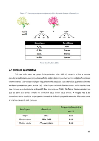 85
Figura 17 – Herança complementar da característica da cor da flor de ervilha de cheiro.
Fonte: Gondim., Sara. 2016.
3.4 Herança quantitativa
Dois ou mais pares de genes independentes (não alélicos) atuando sobre a mesma
característica biológica, aumentando seu efeito, podem determinar diversas intensidades fenotípicas
intermediarias. Esse tipo de herança é frequentemente associado a características quantitativamente
variáveis (por exemplo, peso, altura, cor). Os fenótipos variam de forma continua e não contrastante
essa herança sem dominância, onde AaBB não é o mesmo que AABB. Na Tabela 9 podemos observar
que os pares não-alelos somam ou acumulam seus efeitos seus efeitos. A relação não é de
dominância entre os alelos, o que permite uma série de fenótipos gradativamente diferentes entre
si veja isso na cor da pele humana.
Fenótipos Genótipos
Proporção fenotípica
em F2
Negro PPSS 1:16
Mulato escuro PPSs, PpSS 4:16
Mulato médio PPss, ppSS, PpSs 6:16
 