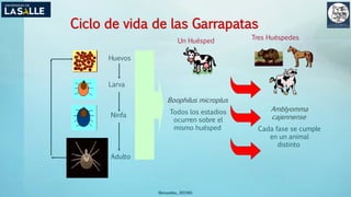 (Benavides, 2015©)
Ciclo de vida de las Garrapatas
Huevos
Larva
Ninfa
Adulto
Boophilus microplus
Todos los estadios
ocurren sobre el
mismo huésped
Amblyomma
cajennense
Cada fase se cumple
en un animal
distinto
Un Huésped
Tres Huéspedes
 