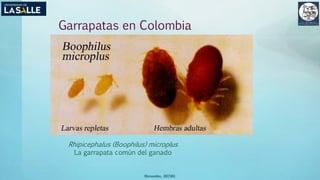 Garrapatas en Colombia
Rhipicephalus (Boophilus) microplus
La garrapata común del ganado
(Benavides, 2015©)
 